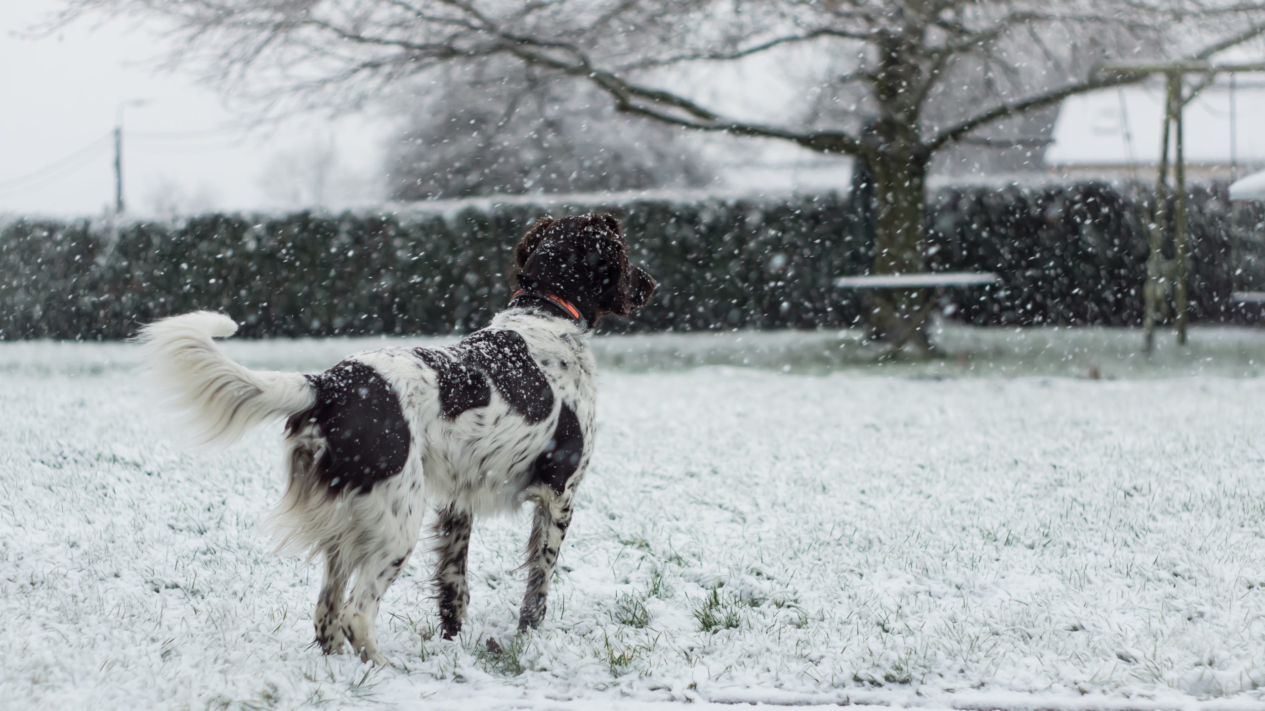 Hund im verschneiten Garten